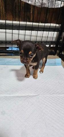 adorable chihuahua puppies - Photo 3