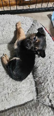 adorable chihuahua puppies - Photo 4