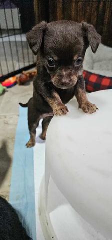 adorable chihuahua puppies - Photo 6