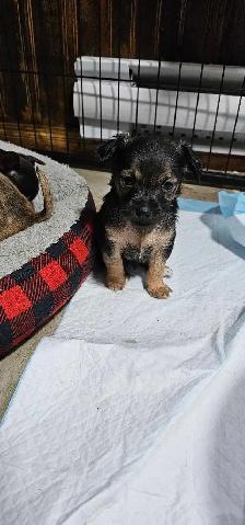 adorable chihuahua puppies - Photo 7