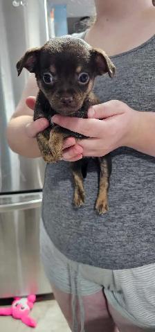adorable chihuahua puppies - Photo 8