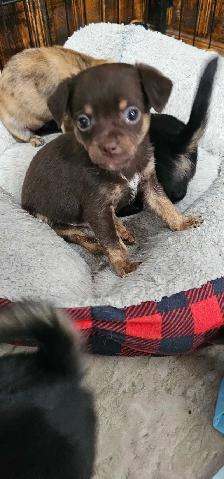 adorable chihuahua puppies - Photo 9