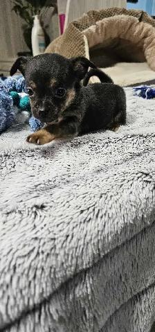 adorable chihuahua puppies - Photo 10