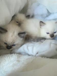 GORGEOUS BABY WHITEMITTED & CHOCOLATEPOINT RAGDOLLS!! - Photo 9