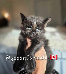 Black, BLUE & RED  Maine Coons XL - Photo 2