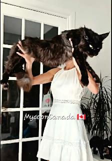 Black, BLUE & RED  Maine Coons XL - Photo 3
