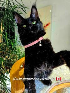 Black, BLUE & RED  Maine Coons XL - Photo 4
