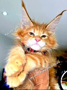 Black, BLUE & RED  Maine Coons XL - Photo 6