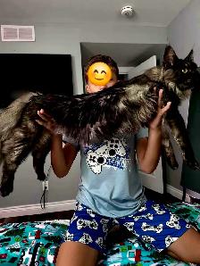 Black, BLUE & RED  Maine Coons XL - Photo 9