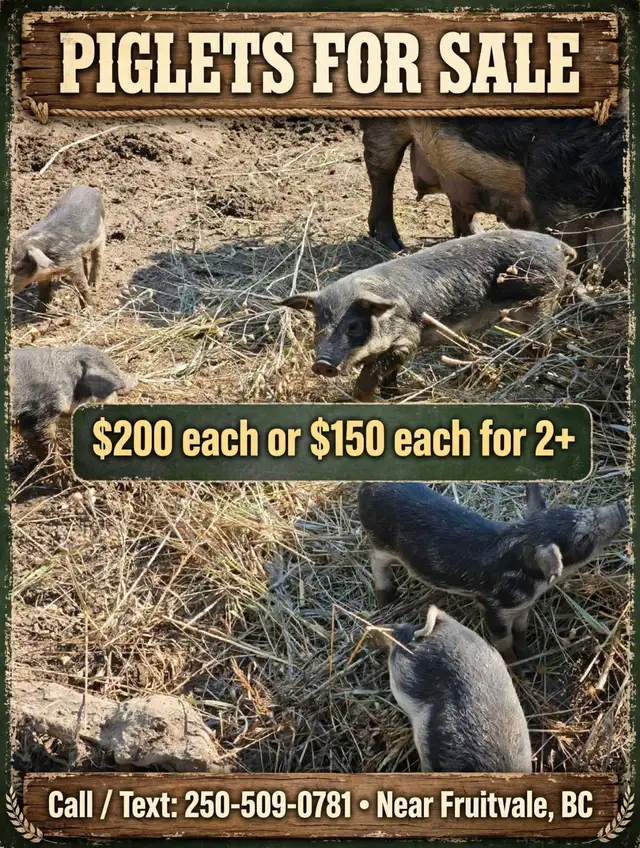 Piglets