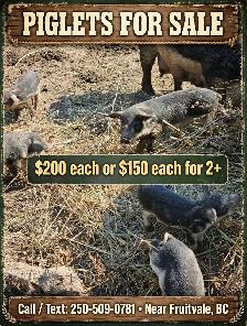 Piglets