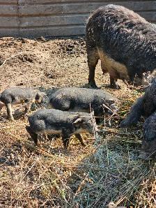 Piglets - Photo 2