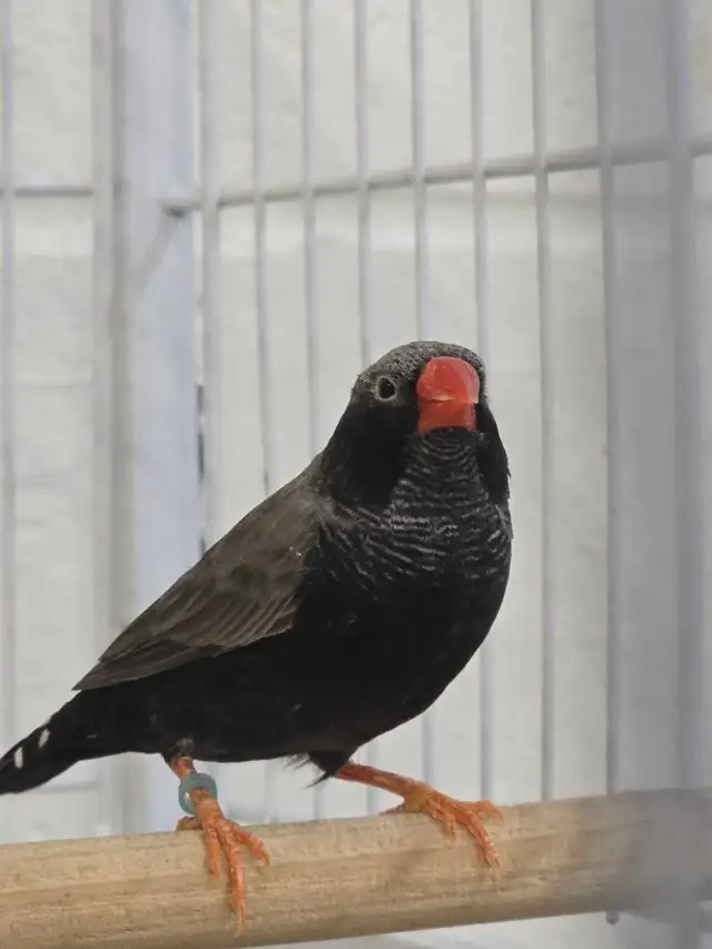 Rare Zebra Finches