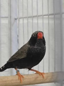 Rare Zebra Finches