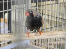 Rare Zebra Finches - Photo 2