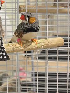 Rare Zebra Finches - Photo 3
