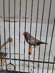Rare Zebra Finches - Photo 4