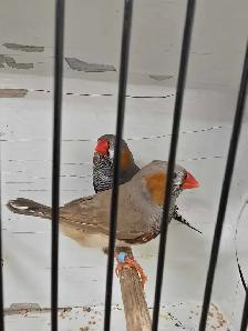 Rare Zebra Finches - Photo 5