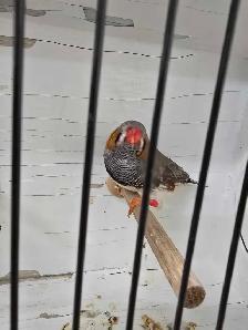Rare Zebra Finches - Photo 6