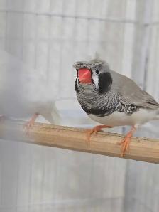Rare Zebra Finches - Photo 7