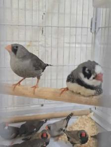 Rare Zebra Finches - Photo 8