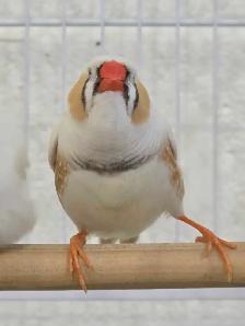 Rare Zebra Finches - Photo 9