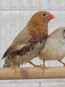 Rare Zebra Finches - Photo 10
