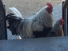 Looking For Dorking Chickens