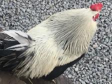 Looking For Dorking Chickens - Photo 2