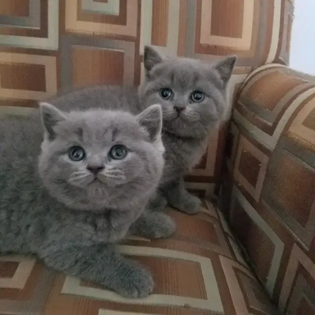 Scottish Straight Blue and Lilac kittens CCA/AFC registered