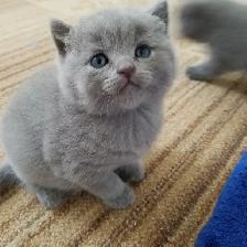 Scottish Straight Blue and Lilac kittens CCA/AFC registered - Photo 4