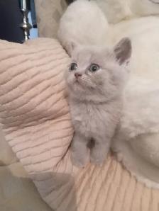 Scottish Straight Blue and Lilac kittens CCA/AFC registered - Photo 5