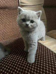 Scottish Straight Blue and Lilac kittens CCA/AFC registered - Photo 8