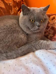Scottish Straight Blue and Lilac kittens CCA/AFC registered - Photo 10