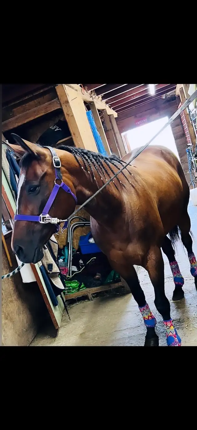 registered qh mare