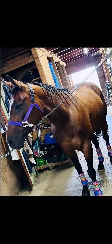registered qh mare
