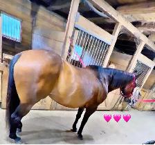 registered qh mare - Photo 2