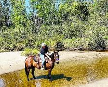 registered qh mare - Photo 3