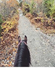 registered qh mare - Photo 4