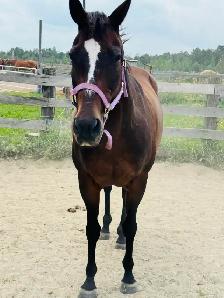 registered qh mare - Photo 5