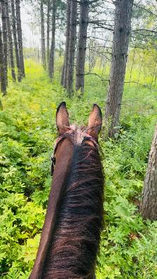 registered qh mare - Photo 6