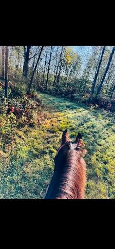 registered qh mare - Photo 7