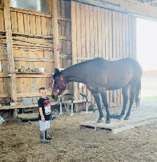 registered qh mare - Photo 8