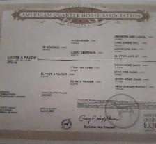 registered qh mare - Photo 9
