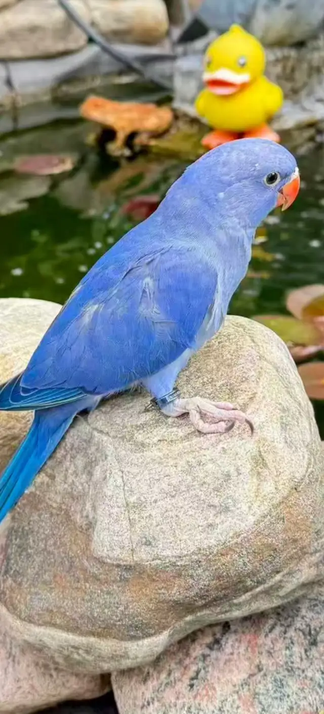 Lost Parrot