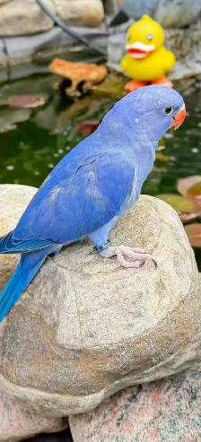 Lost Parrot