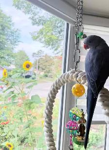 Lost Parrot - Photo 2