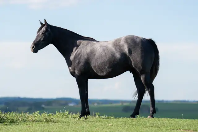 2021 GREY GELDING