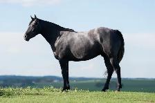 2021 GREY GELDING