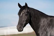 2021 GREY GELDING - Photo 2
